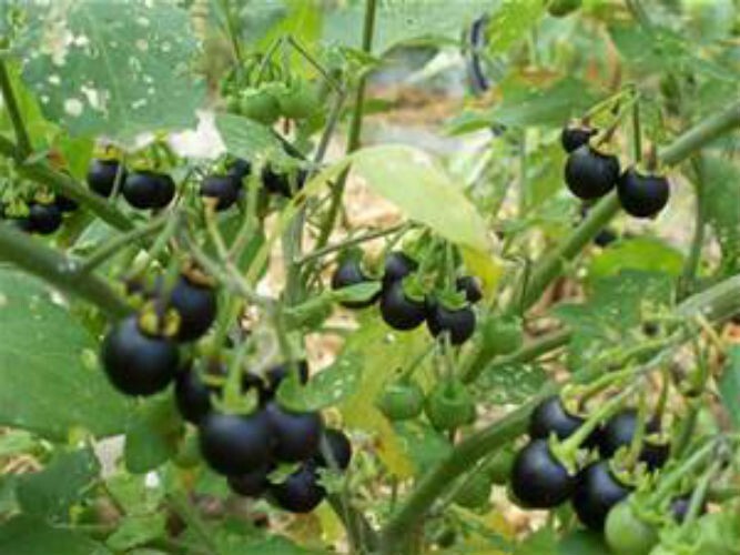 20 Wonderberry Seeds (Sunberry) -Very easy to grow -COMBINED S/H! See Our Store!