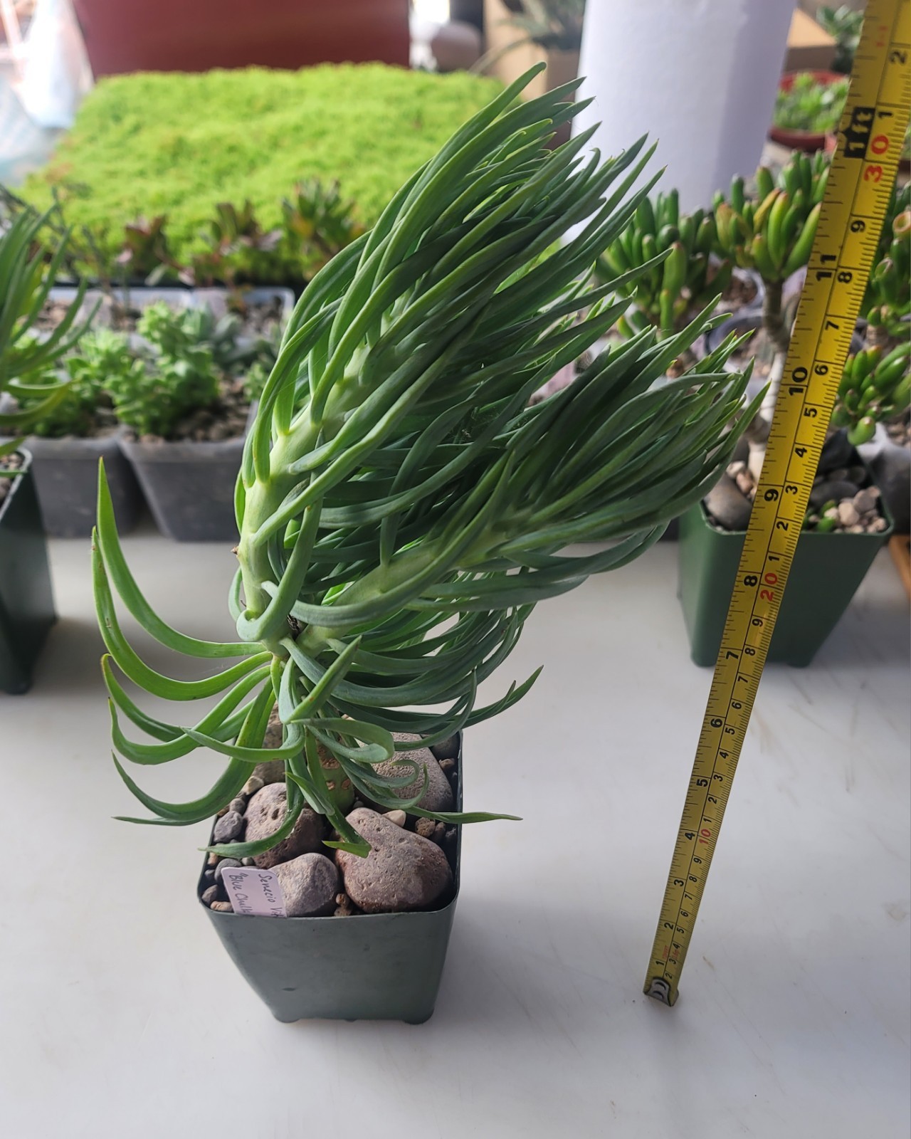 Live Rooted Senecio Vitalis “Blue Chalk Fingers” Succulent In 4″ Pot