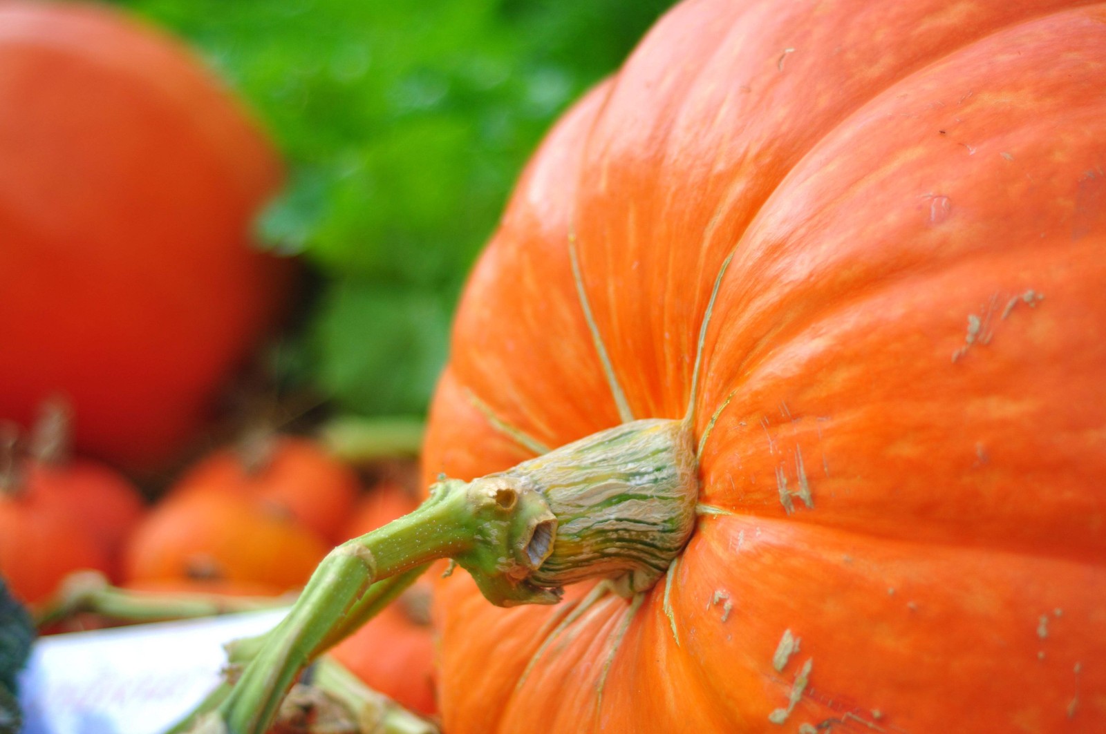 25 BIG MAX PUMPKIN Cucurbita Maxima Vegetable Seeds (Grow 100 pound pumpkins!)