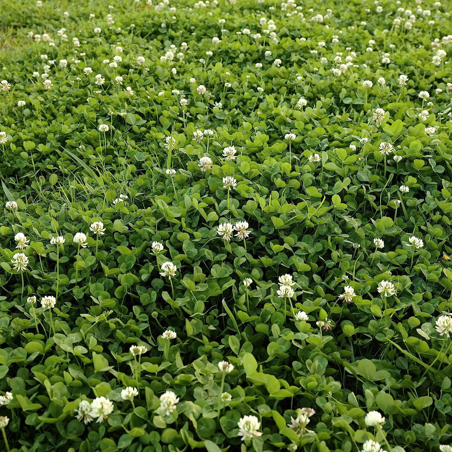 Outsidepride White Dutch Clover Seed 2 lb – Nitrocoated, Lawn Alternative, Cover