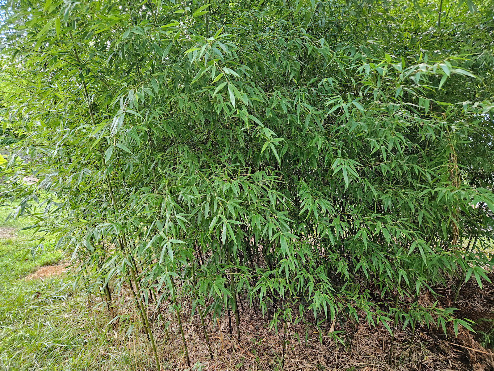 Black Bamboo Phyllostachys Nigra Live Bare Root Plant (3) Fresh Rhizomes