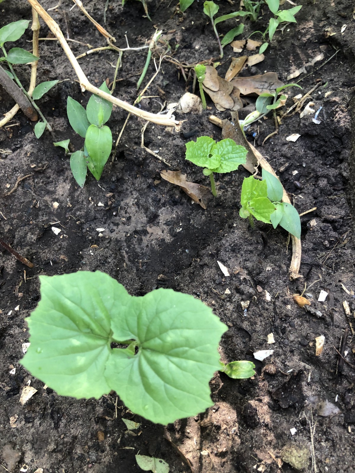 One Green Bitter Melon 10-14 days old Live Plant Edible Vegetable Vine