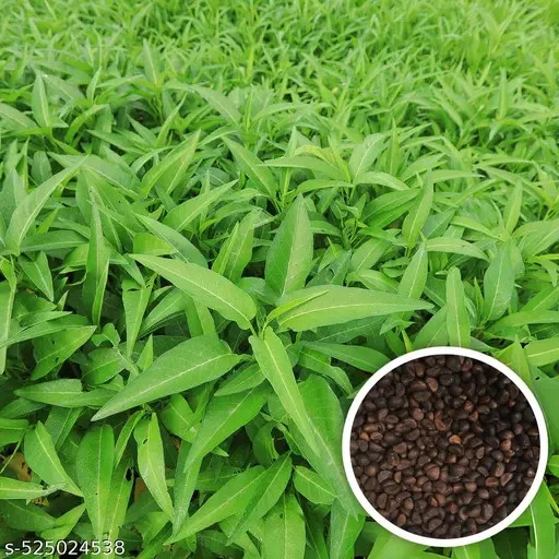 Kolmi Shak Seeds- 10 Grams , Water Spinach seeds, Indian Water Spinach কলমি শাক