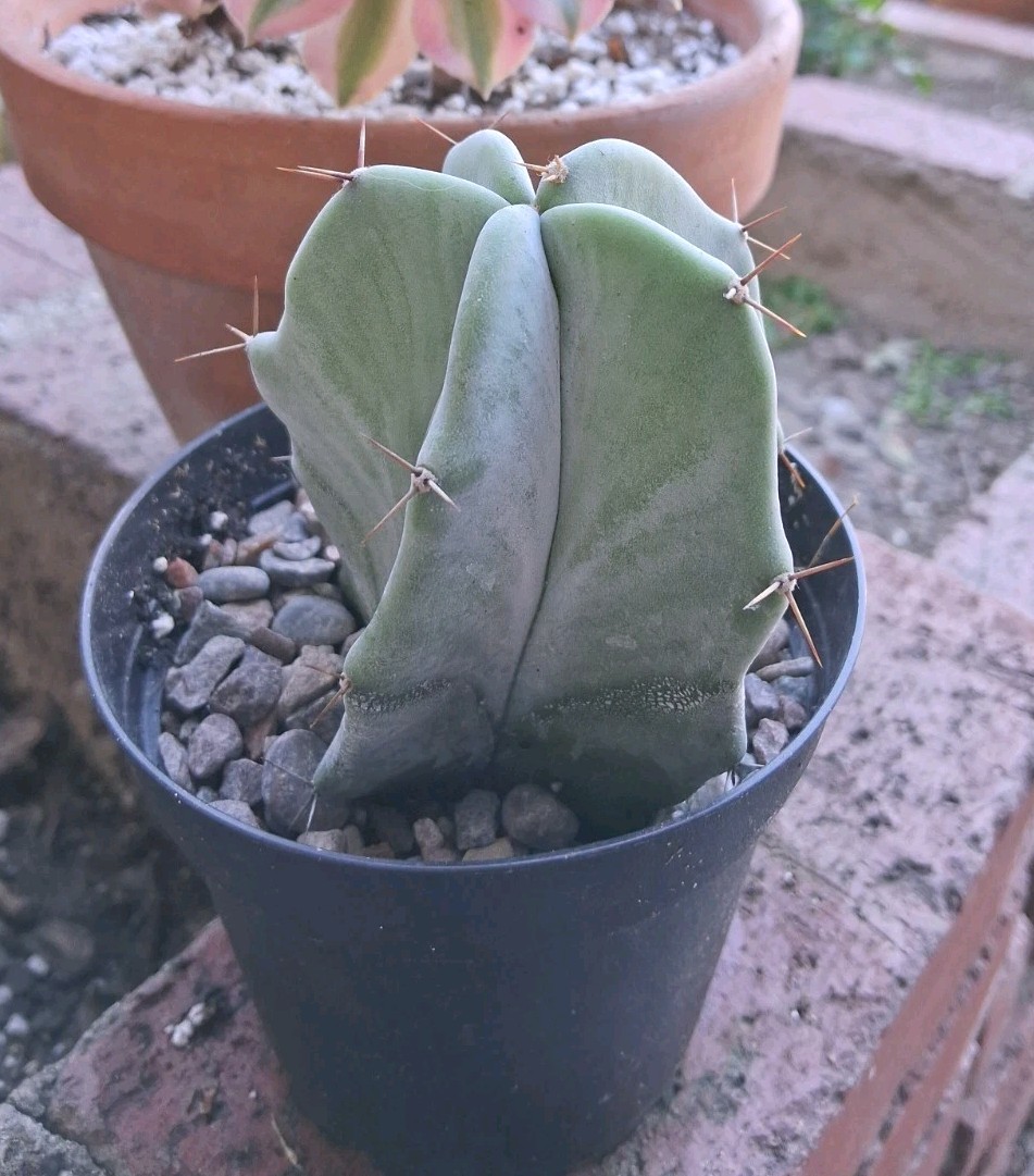 Stenocereus Pruinosis SPIRAL Gray Ghost Cactus Ships In A 4″ Pot!