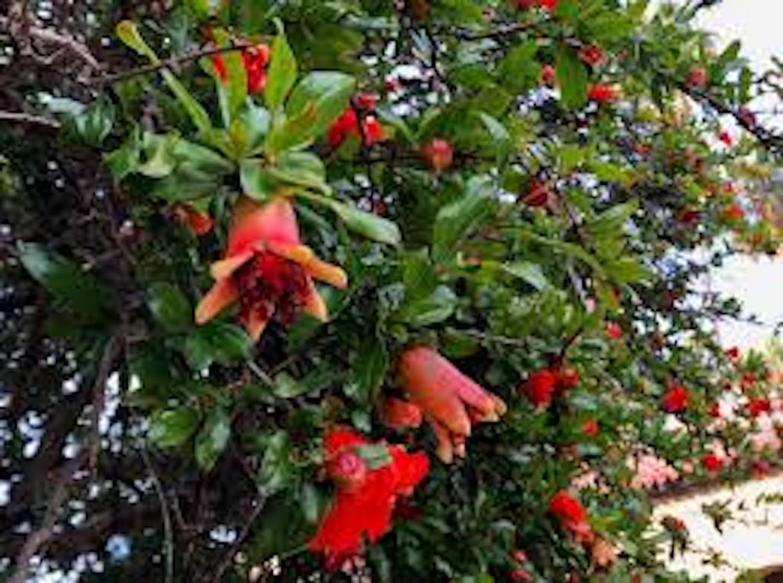 1 Pomegranate ‘Wonderful’ Starter Plant Punica granatum