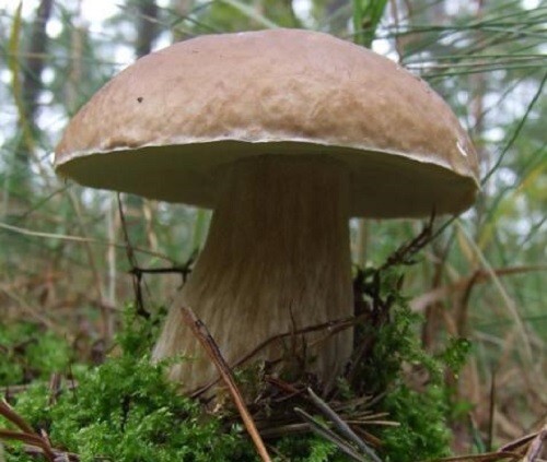 Porcini /King Bolete (Boletus Edulis) Mushroom dry mycelium on dry seeds