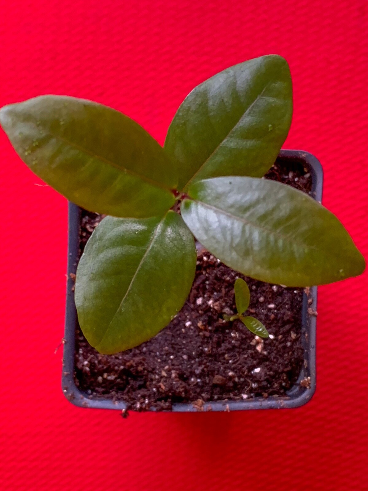 Purple Malay Apple Syzygium malaccense Fruit Tree Starter Potted Plant Very RARE