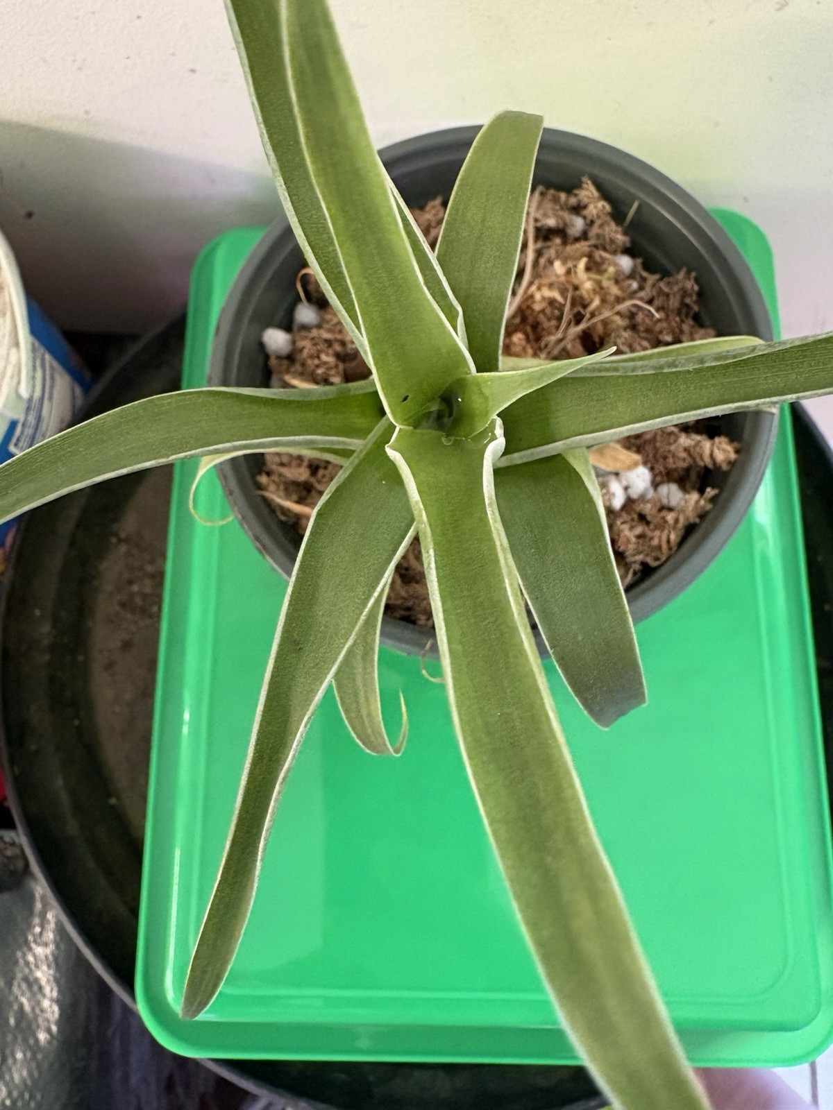 Catopsis Subulata Rare, Epiphytic Bromelaid, Medium Plants available.