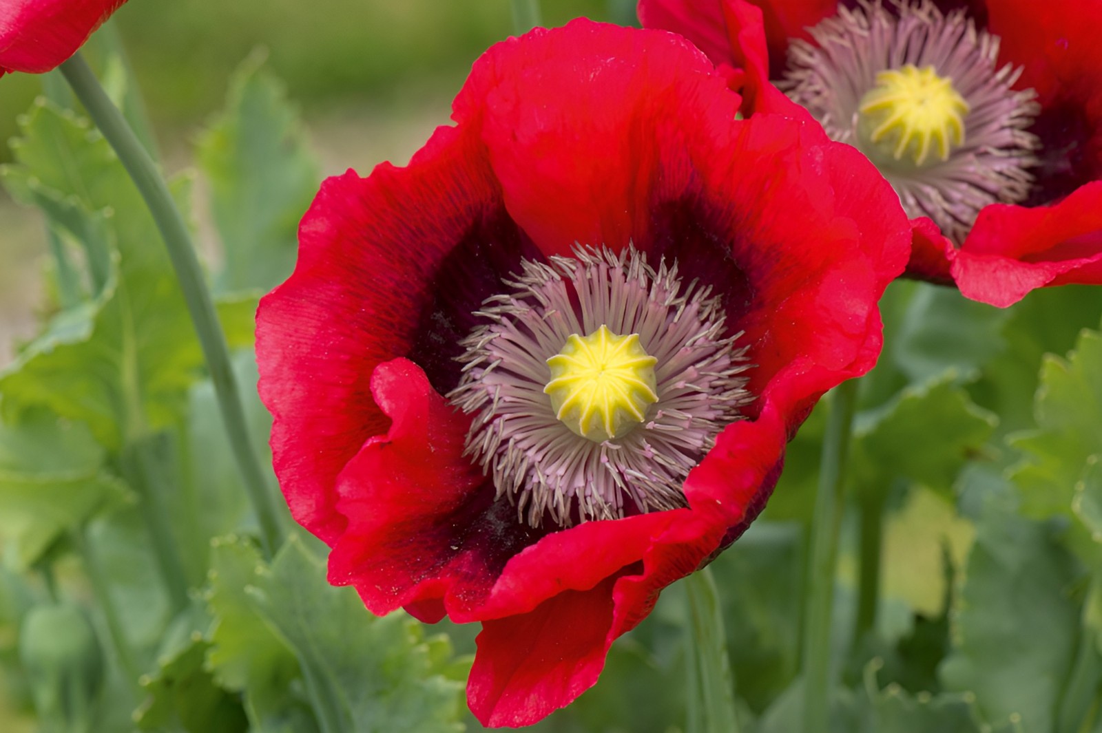 1,000 Turkish Red Poppy Seeds – P. Somniferum – Giant Scarlet Red Blooms
