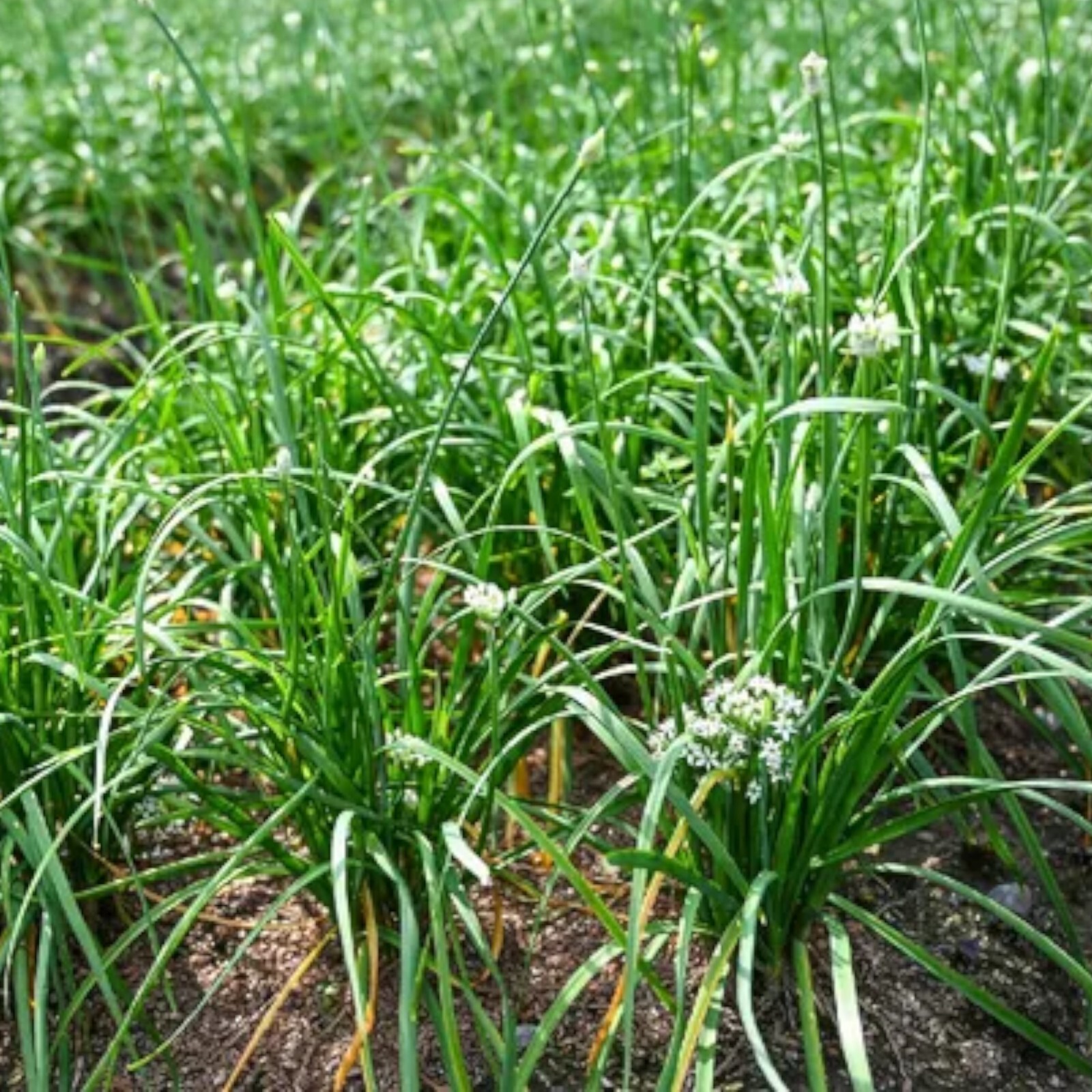 Garlic Chive Seeds – 500 Seeds – Non-GMO Heirloom Chinese Chives