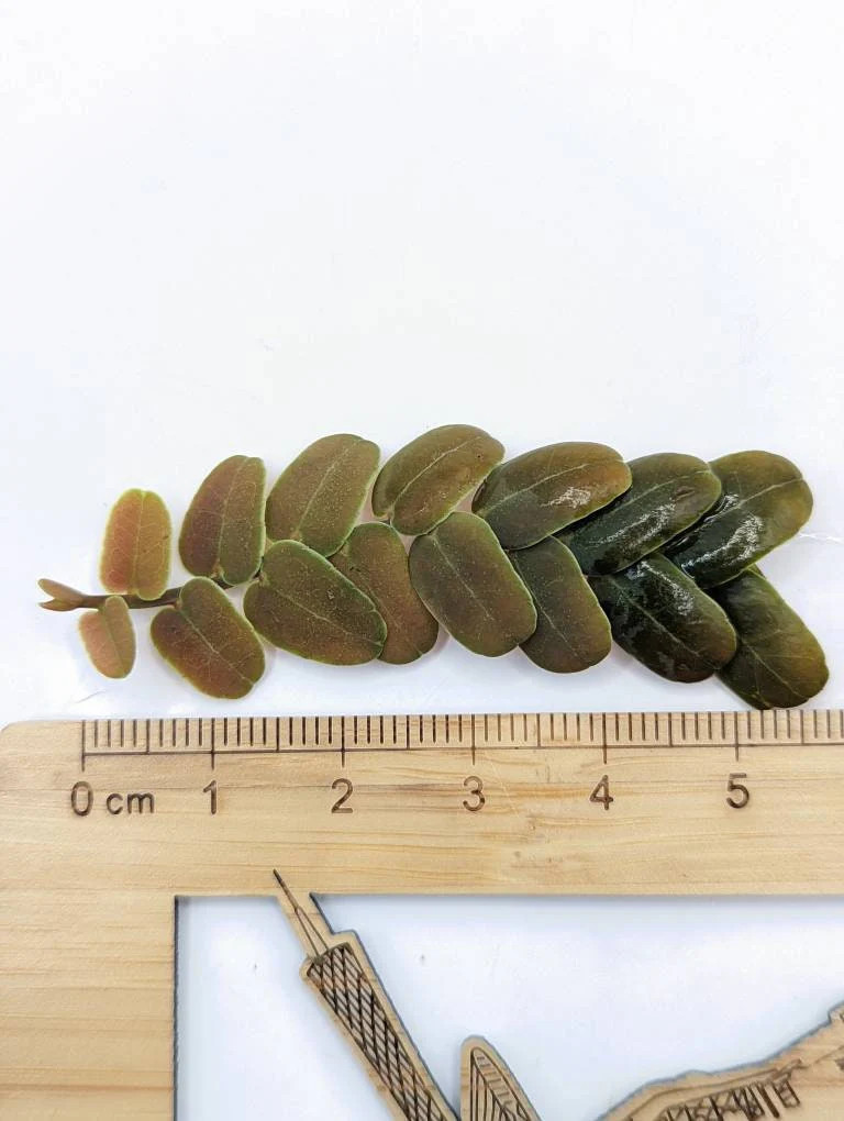 Marcgravia sp. coriacae melon [12 leaf cutting]