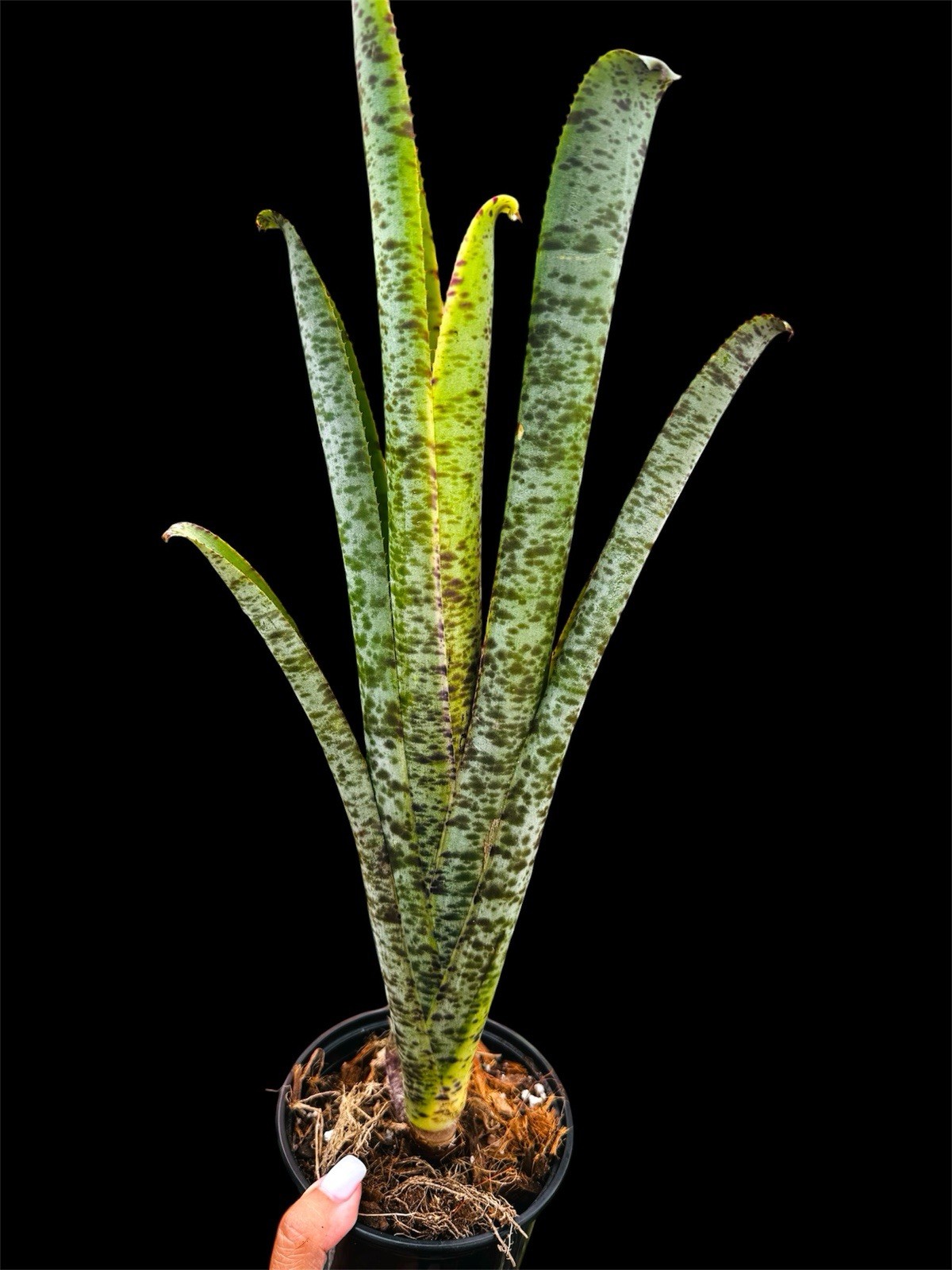 Quesnelia marmorata – Straight Leaf Tips Form (NOT Tim Plowman) Large plant