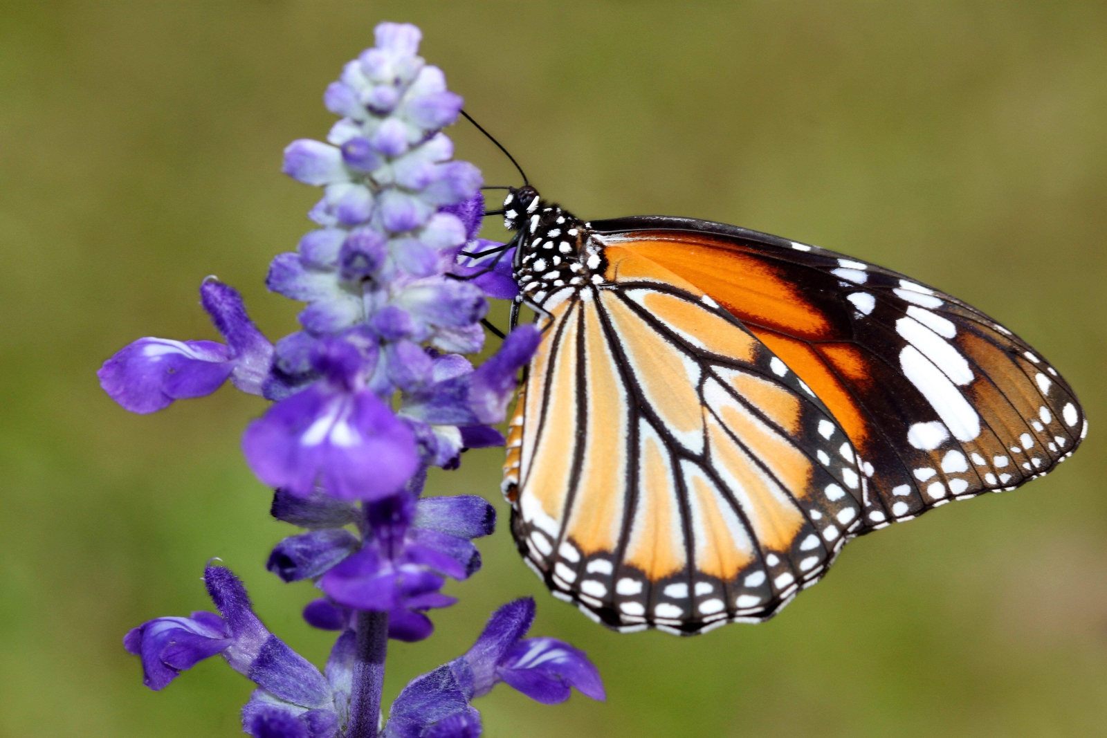 1000 TRUE BLUE HYSSOP Hyssopus Officinalis Thymus Herb Blue Violet Flower Seeds
