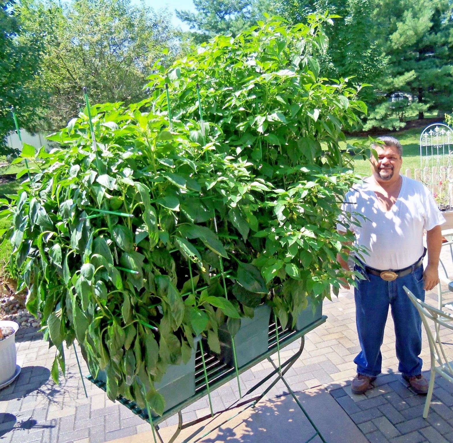 Vietnamese Tear Jerker hot chili pepper seeds non-gmo heirloom SRIRACHA SAUCE!