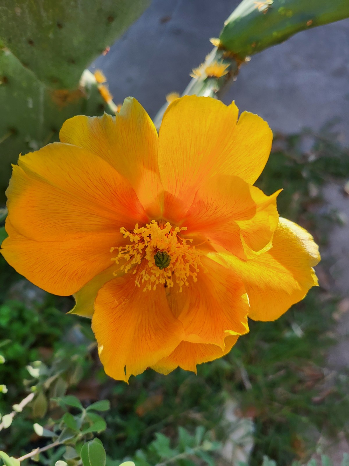 1 Nice Pad Opuntia engelmannii West Texas PRICKLY PEAR CACTUS nice yellow blooms