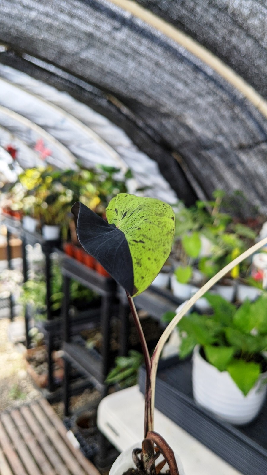 Rare Colocasia Mojito Elephant, Ear esculenta – Starter Live Plant