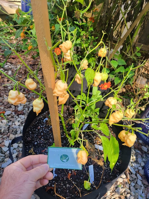PEPPER X Peach Pepper Seeds 2,693,000+ Scoville SUPER HOT Official World Record