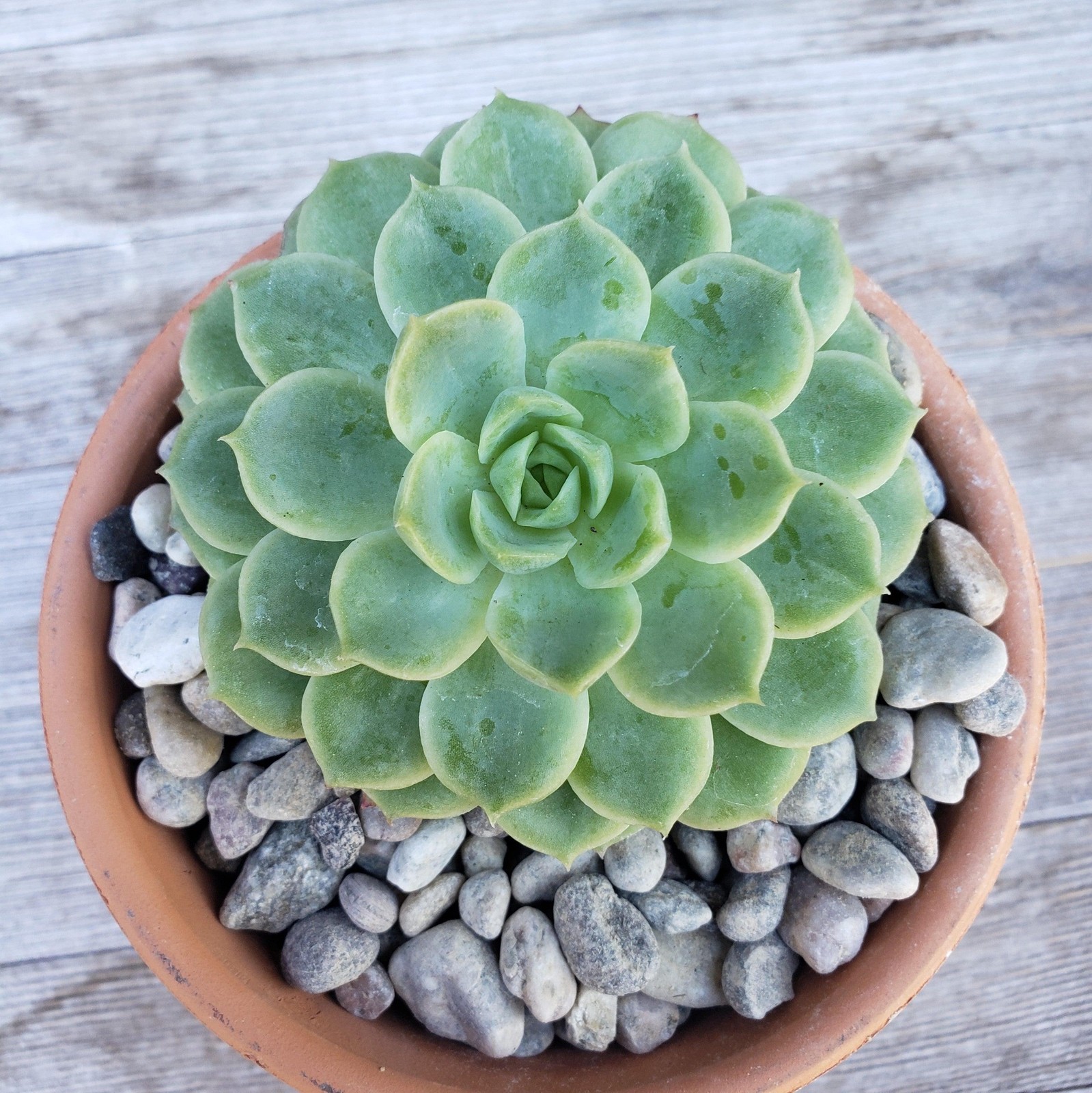 1 Lb 3/8 Arizona river rock Cactus and Succulent Top Soil Dressing cactus Cacti