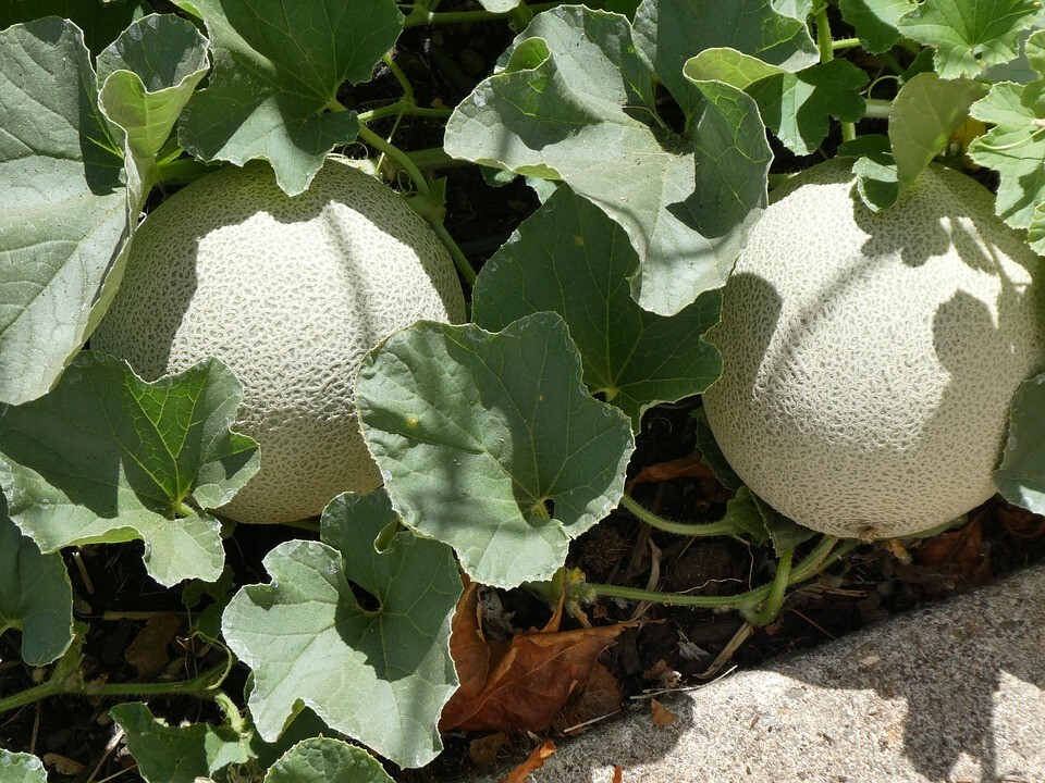 Organic Cantaloupe seed, Sweet Melon, Heirloom, FRESH stock