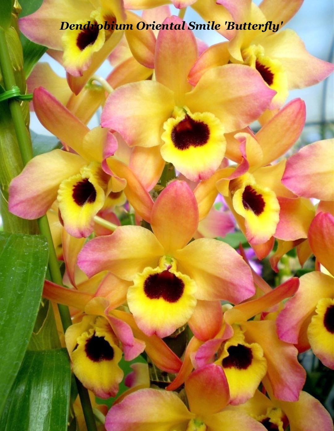 SUMMER SALE – NOBILE DENDROBIUM ORCHID Oriental Smile ‘Butterfly’ BS plt 4″ pot