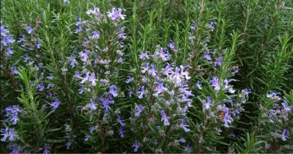 Rosemary, Salvia Rosmarinus 200+ Seeds 2023, fragrant evergreen herb native
