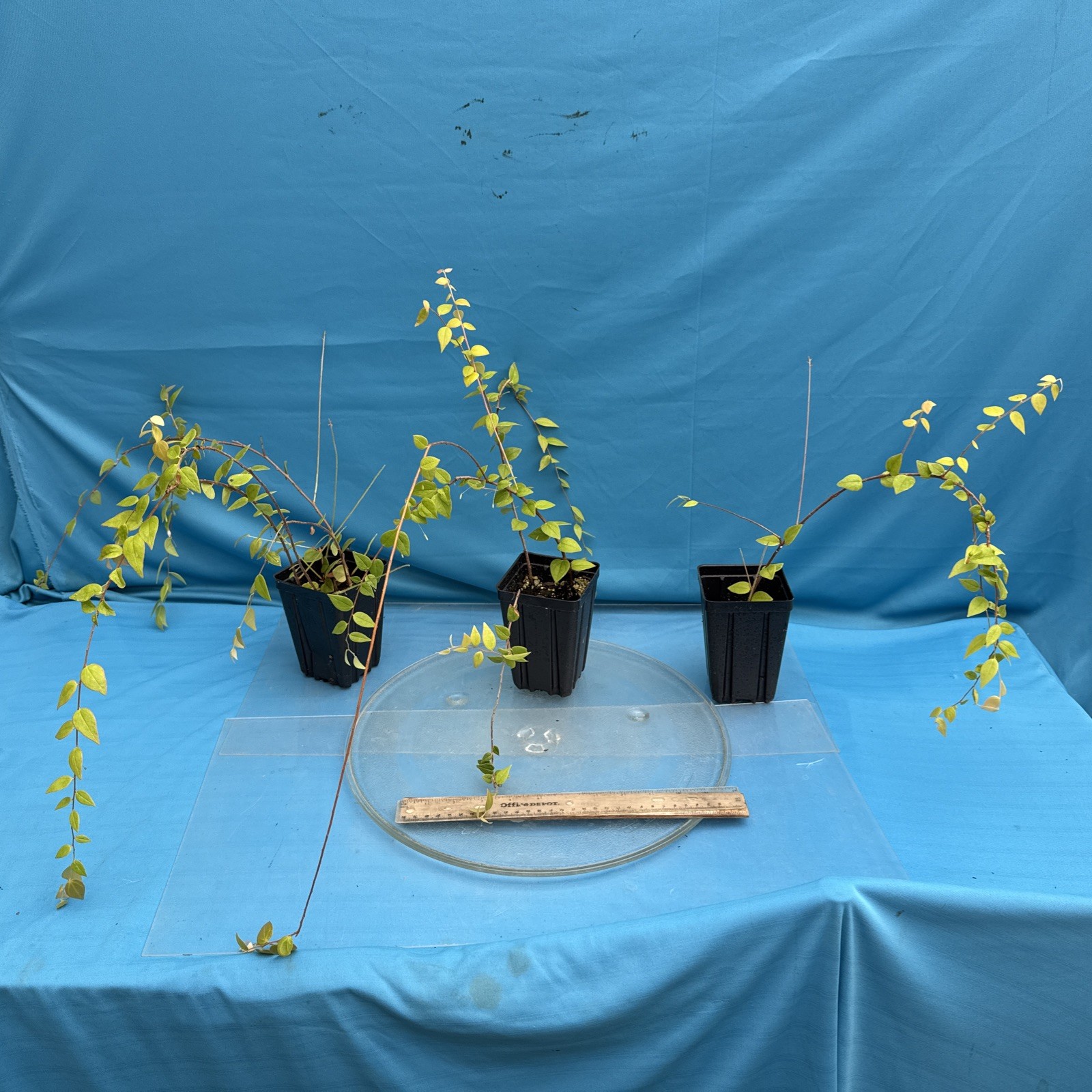 Sphyrospermum ellipticum Newly Established Large Neotropical Ericaceae 4.5” Pot
