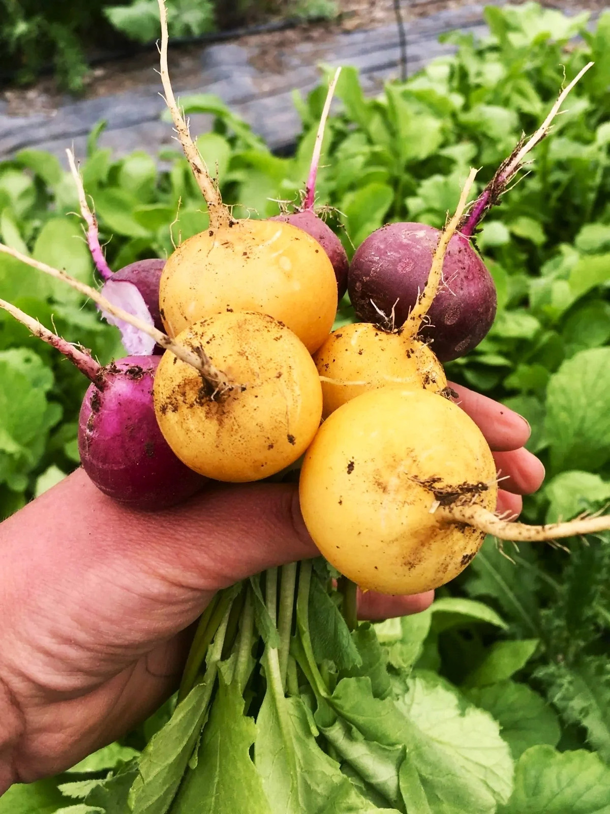 Golden Helios Radish Seeds – For 2025 Planting Raphanus Yellow Globe Sun