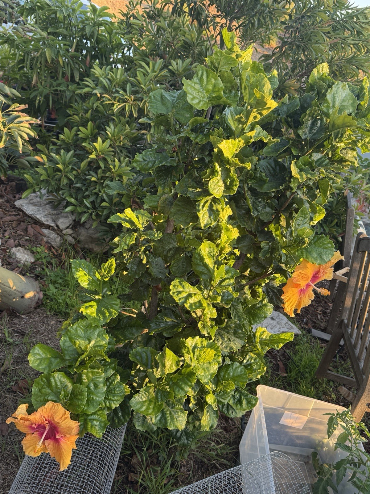 Tropical Hibiscus “Home Run” – One (1) fresh Unrooted Cutting