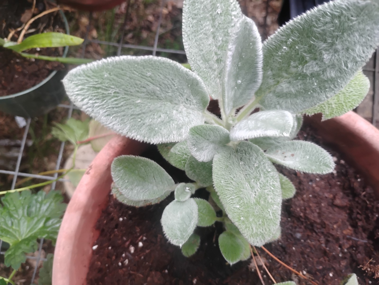 PERENNIAL LAMB’S EAR WELL ROOTED PLANT VERY EASY GROWER& MULTIPLES!