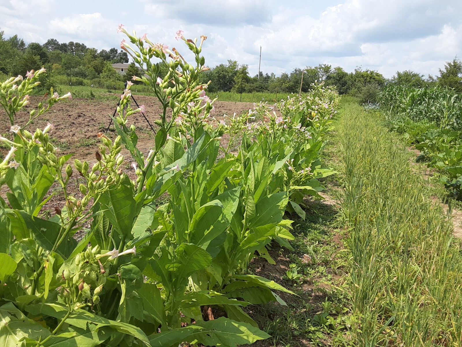 1000 “Great Lakes Gold” Tobacco Seeds FROM MICHIGAN! Organic, Heirloom, non-GMO