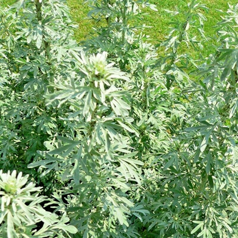 2000+ WORMWOOD ABSINTHE SEEDS SPRING PERENNIAL MOSQUITO PESTS DEER REPELLENT USA