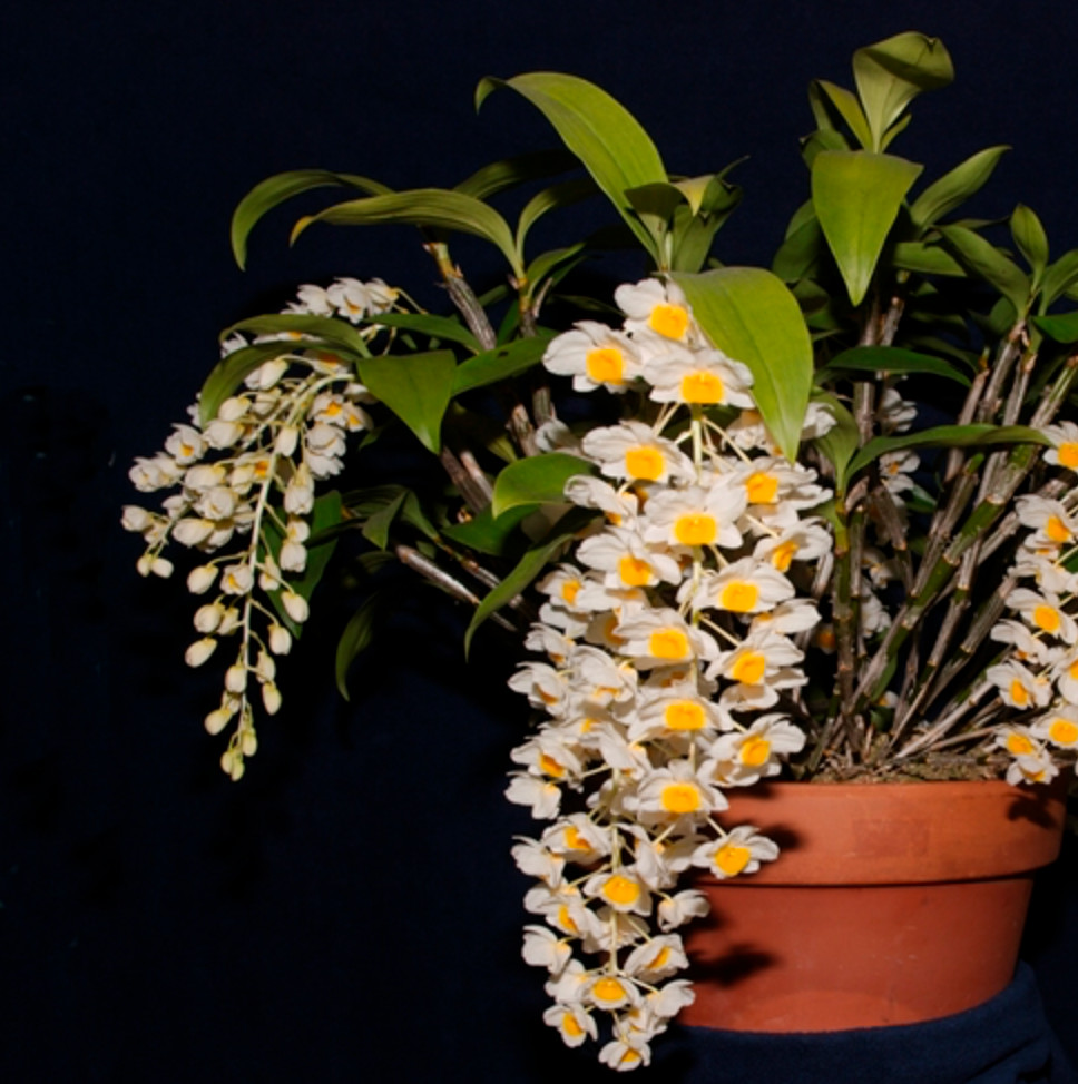 Dendrobium farmeri NBS plant