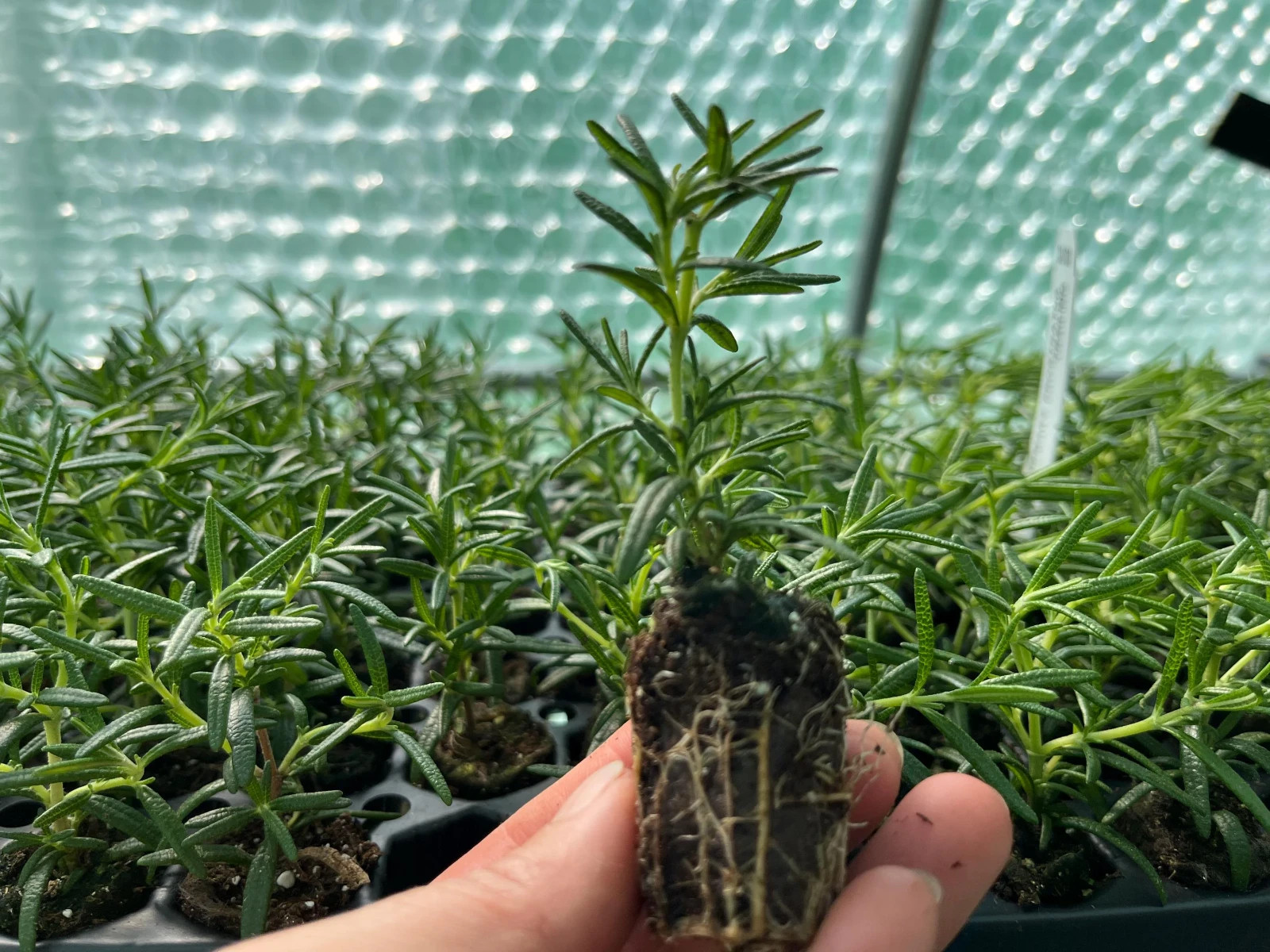 Live Rosemary Herb Plants, Well-rooted Plug Ready to Grow