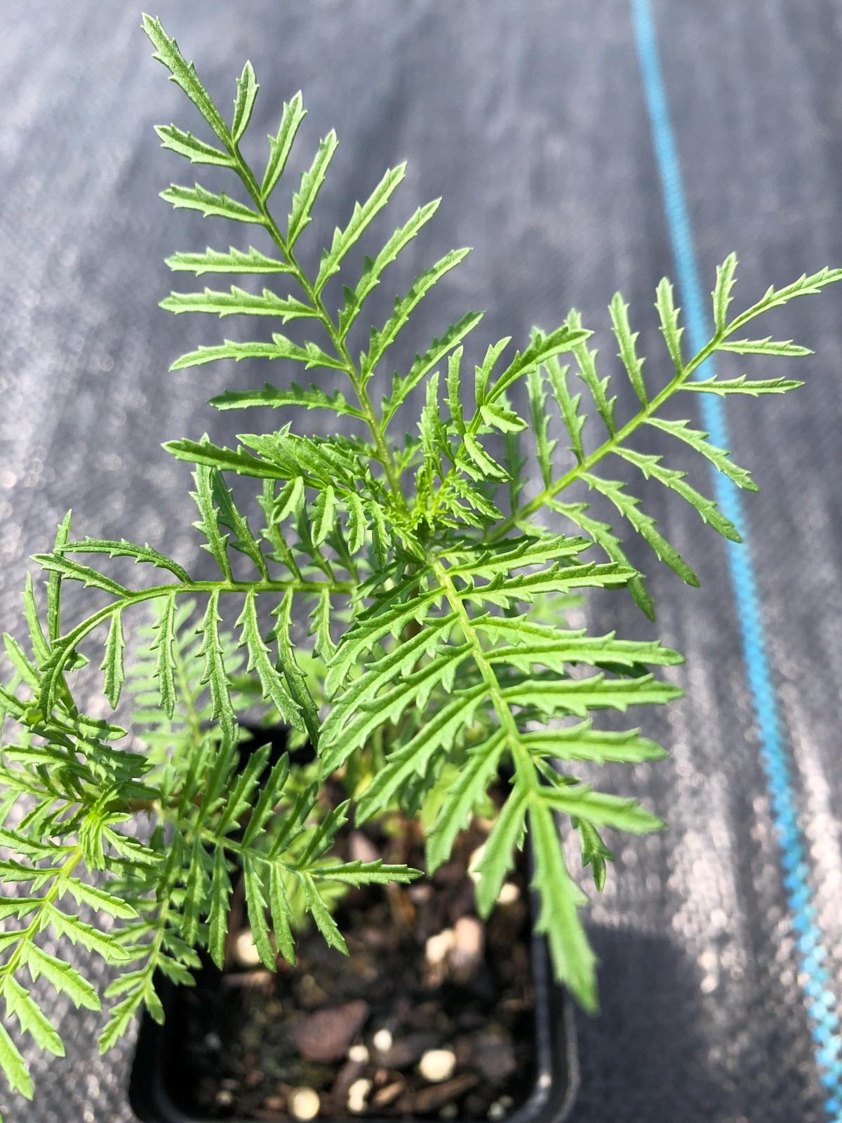Marigold Live Plants – Seedlings/Plugs- 3″- 6″ tall – 30-50 days old