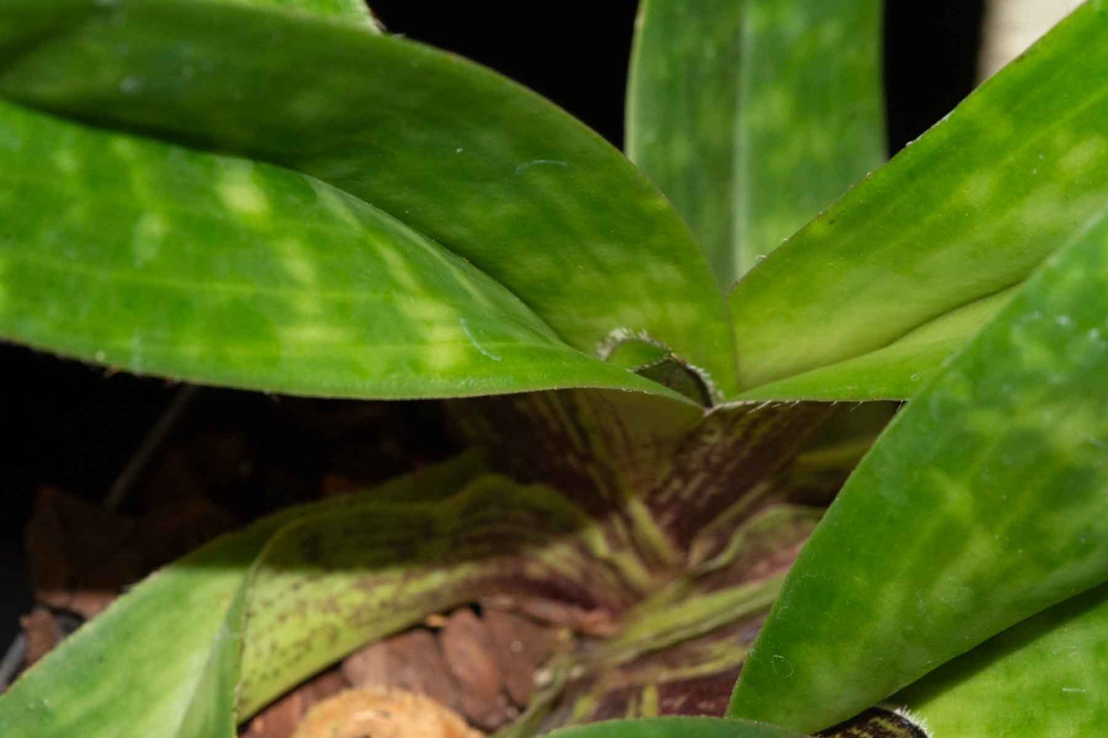 Paphiopedilum QF Amanda #3, in spike