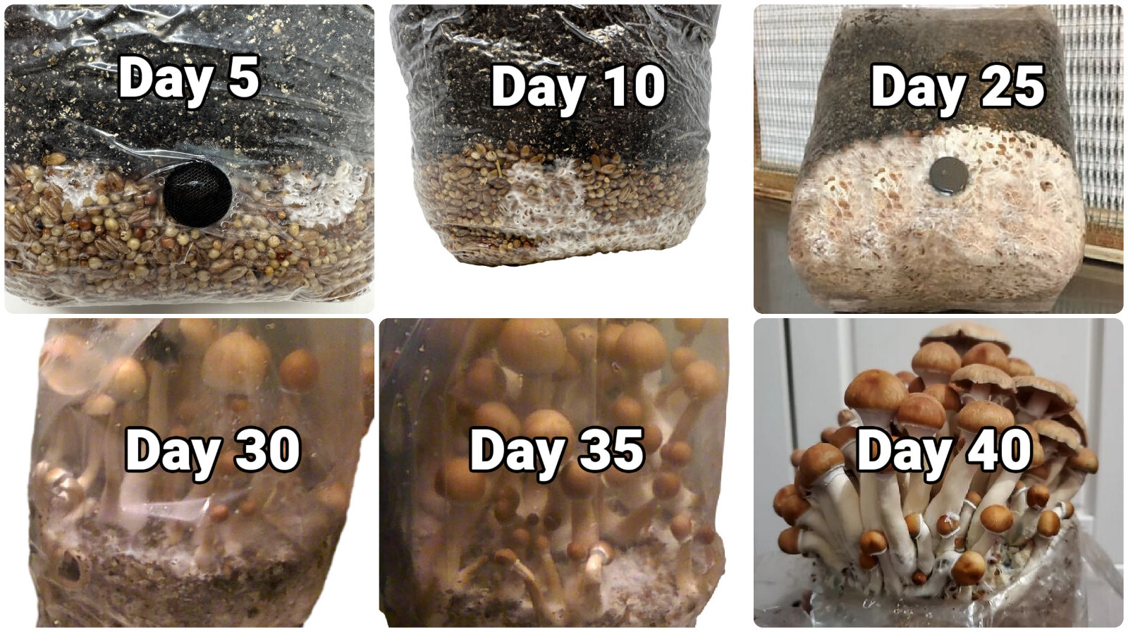 Maitake (Hen of the Woods) Indoor Mushroom Grow Kit Ready to Grow! 5 Pound