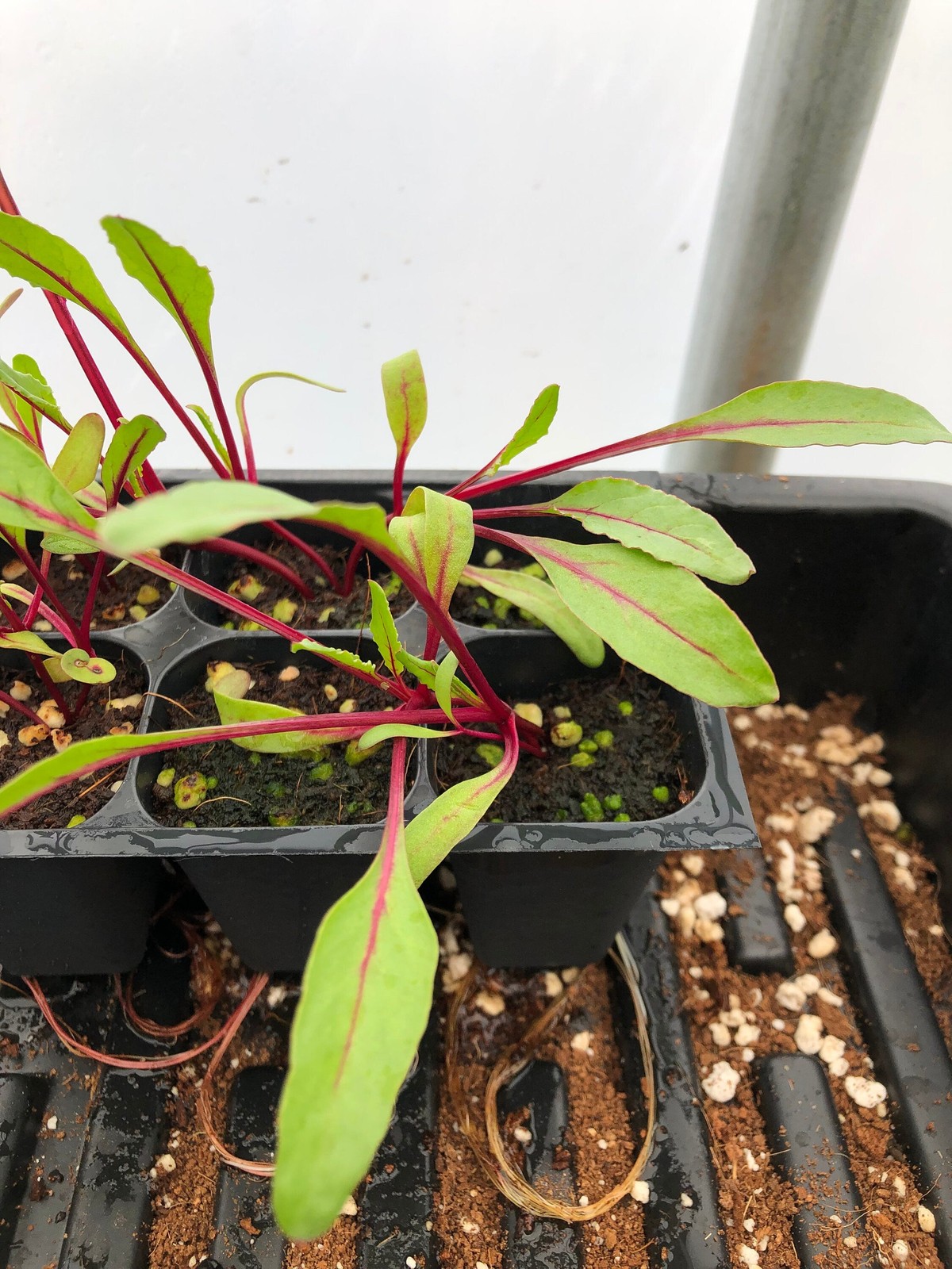 Beet Live Plant – Seedlings/Plugs and Plants – 3″- 12″ tall – 30-60+ days old