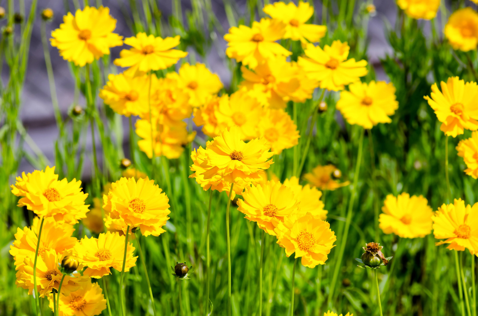 1000 YELLOW SAND COREOPSIS Lanceolata Lanceleaf Tickseed Flower Seeds