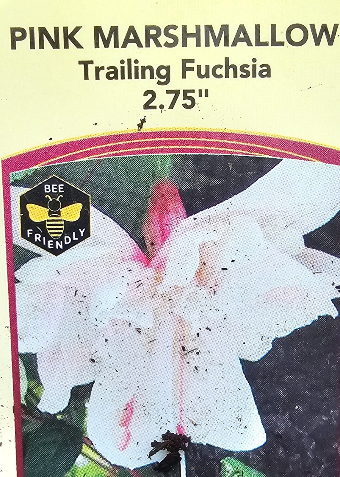 3-pack choice LIVE FUCHSIA PLANT GROWING IN 6″ POT, choose from 15+ varieties
