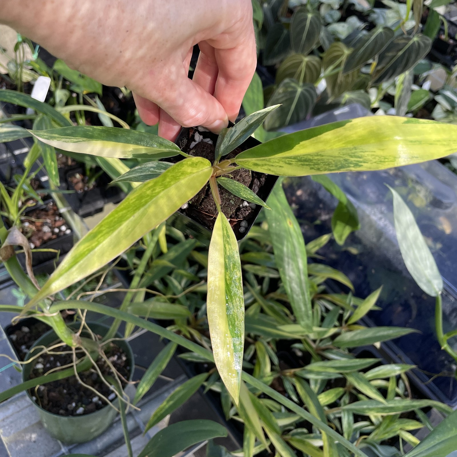 Philodendron Caramel Marble variegated 2.5″ pot, Fedex 2day*