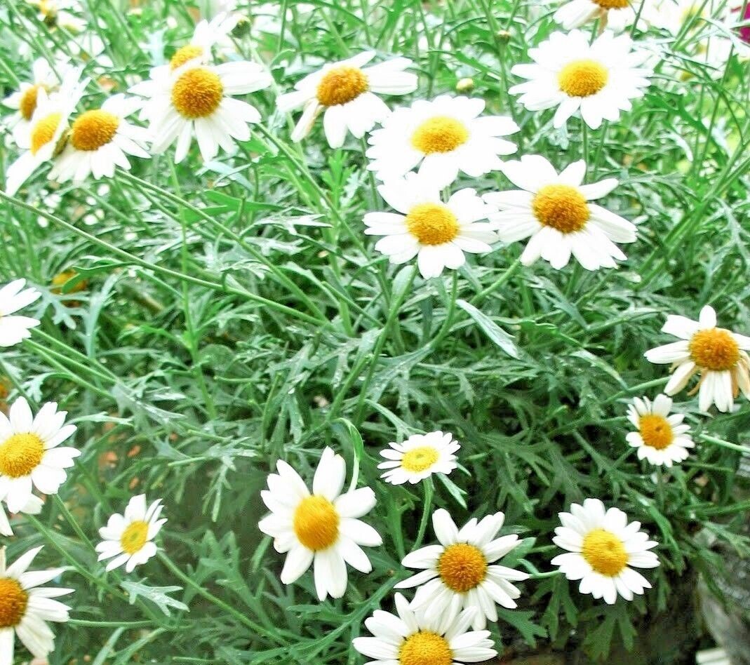 2000+Common German Chamomile Seeds Tea Chamomile Wild Chamomile Annual Herb USA