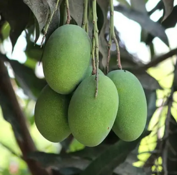 Live Grafted Bombay Mango Tree – 3 Gal Pot – Tropical Fruit Tree – No Ship to CA