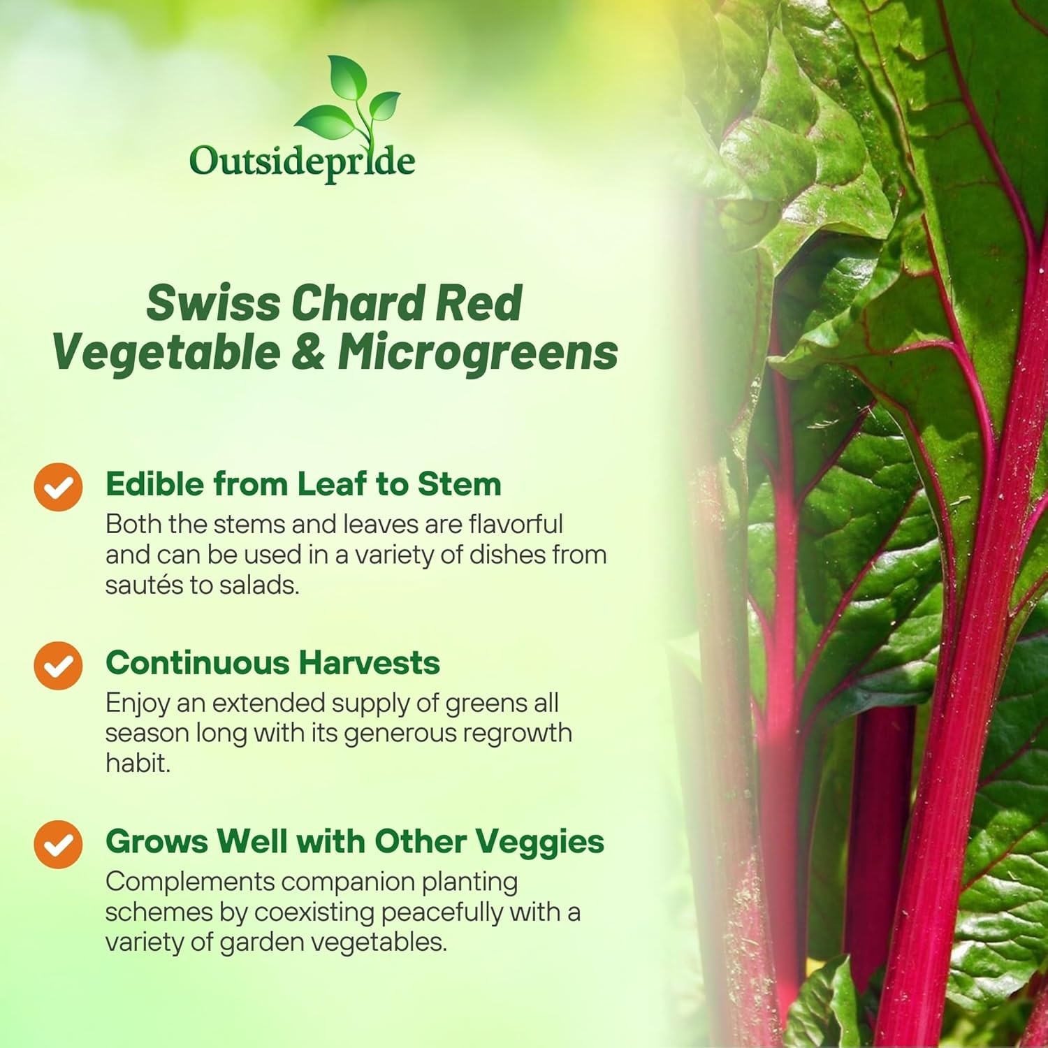 1000 Seeds Swiss Chard Seed – Swiss Chard Ruby Red Herb Seeds