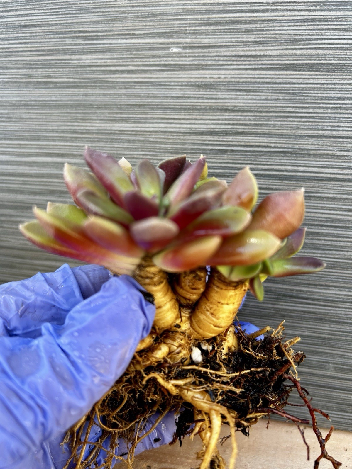 Caudex Anacampseros Rufescens “Sand Rose ” Sicculent Free Shipping