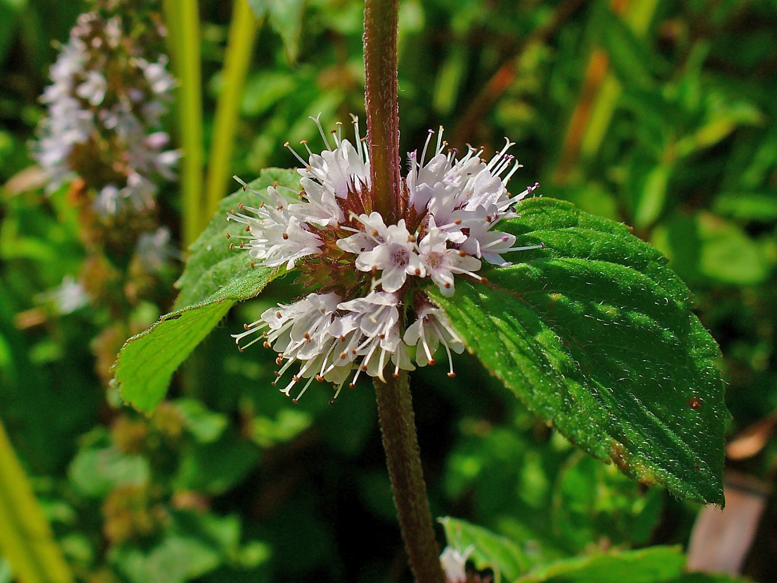 250 Pennyroyal Seeds – Mentha Pulegium – Culinary – Medicinal – Beverage – Aroma