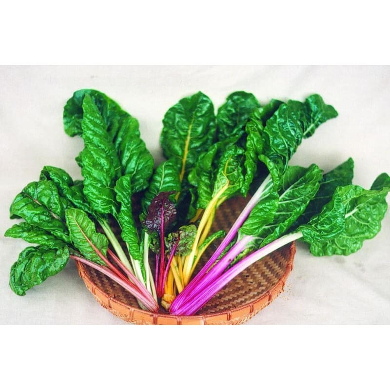 Bright Lights Swiss Chard Seeds (100) / ORGANIC / FLORIDA GROWN / RARE