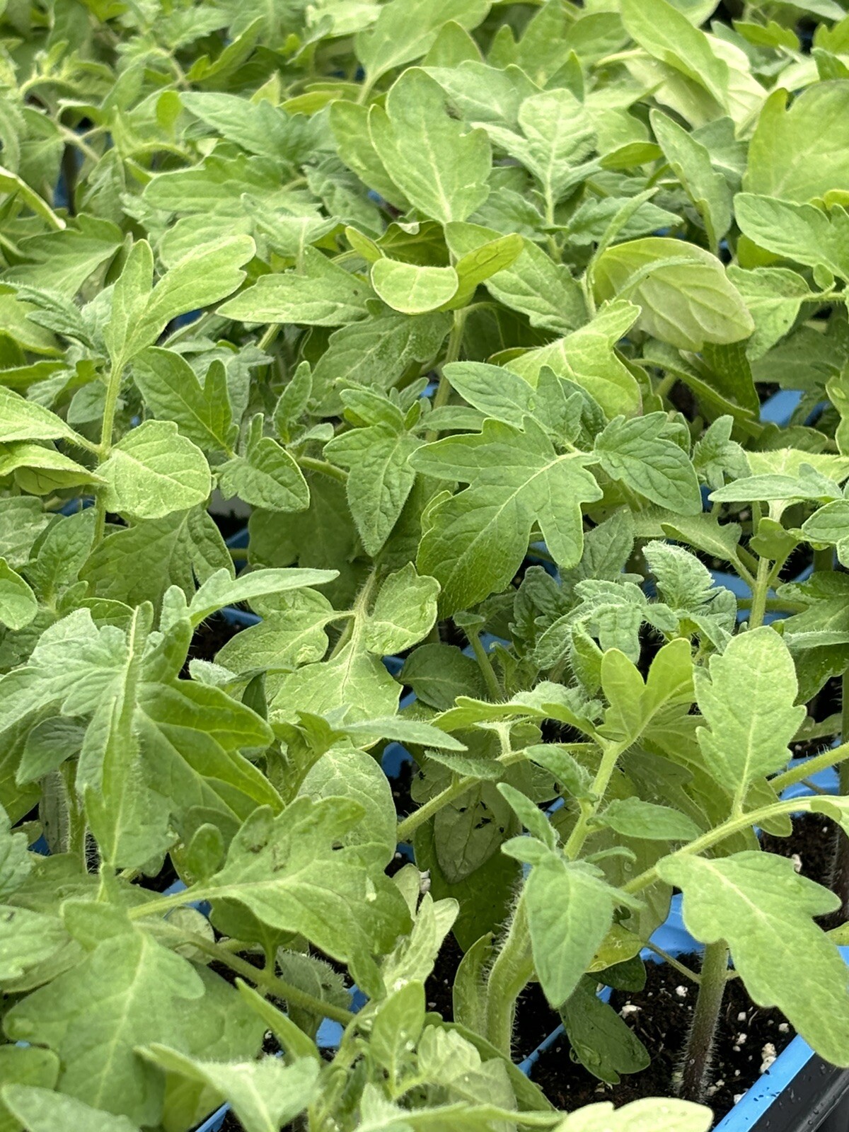 Lot of 3 RUTGERS TOMATO LIVE PLANTS 6 to 10 inches 60+ Days Old