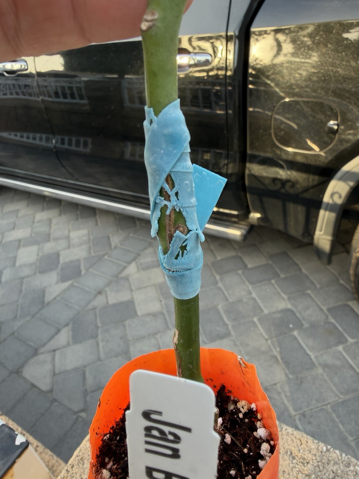 GRAFTED Jan Boyce Avocado Tree Seedling Broadleaf Green Live Plant