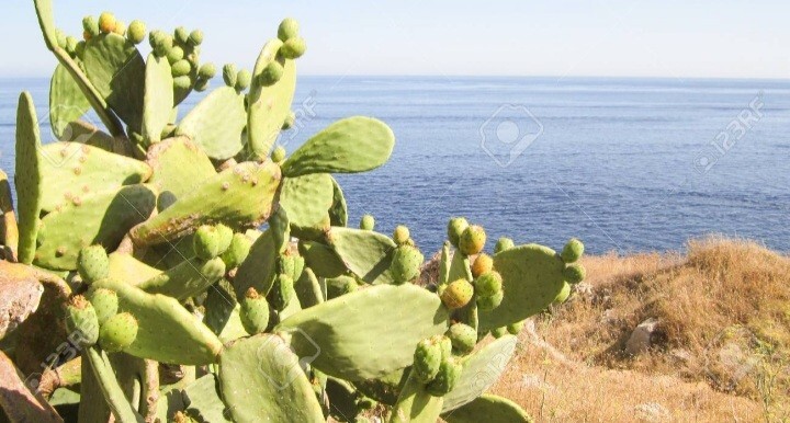 prickly pear cactus plant, grows orange pink and yellow blooms, Pears are edible