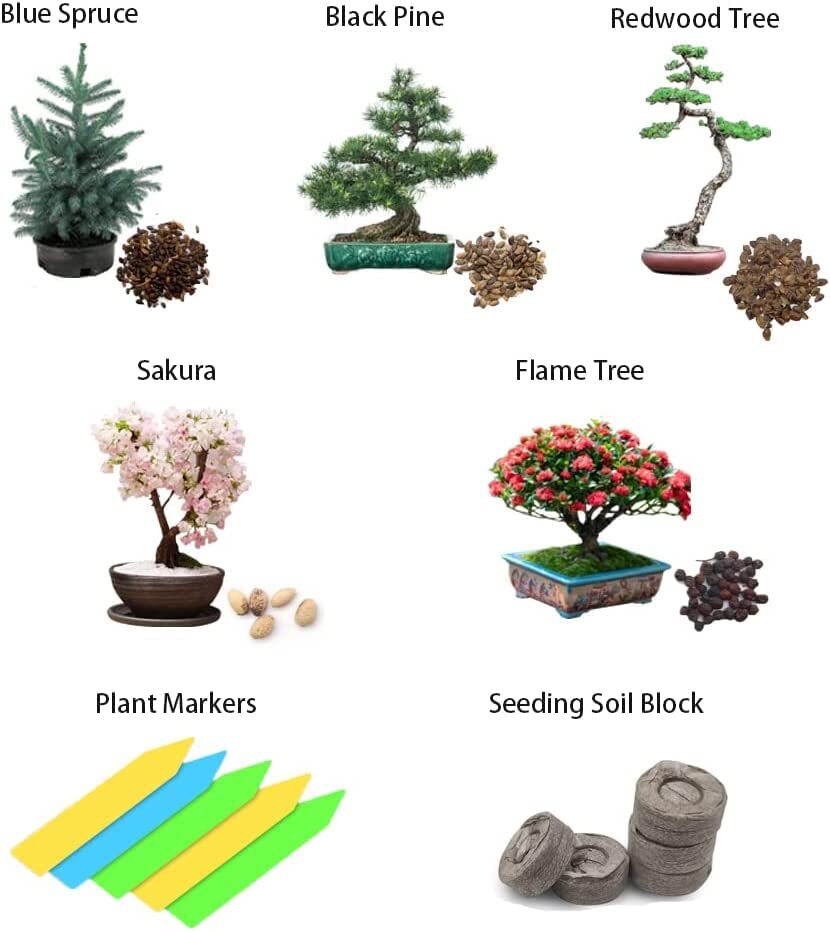 Bonsai Tree Seeds 5 Varieties of Non GMO Heirloom Bonsai Seeds Starter